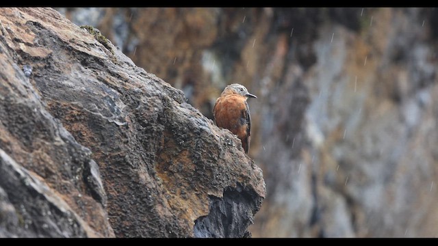 Біро великий (підвид ferruginea/sclateri) - ML621142621