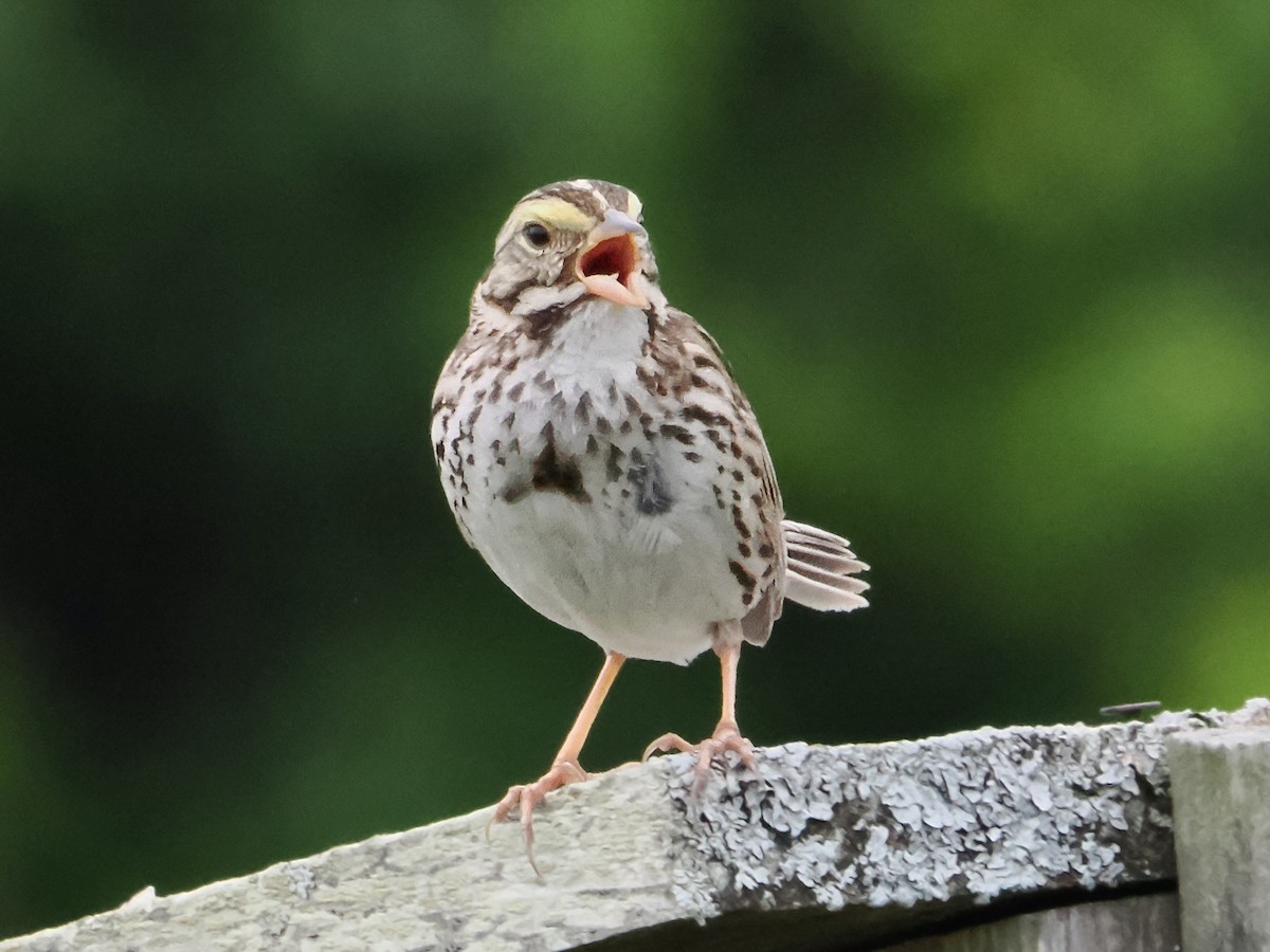 Savannah Sparrow - ML621142623