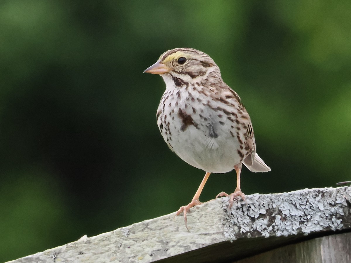 Savannah Sparrow - ML621142632