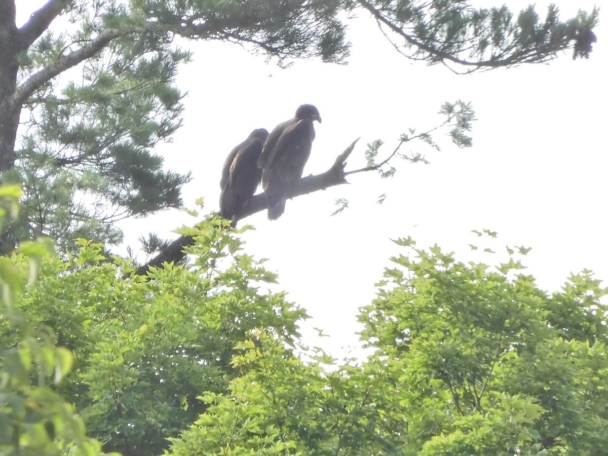 Bald Eagle - ML621142671