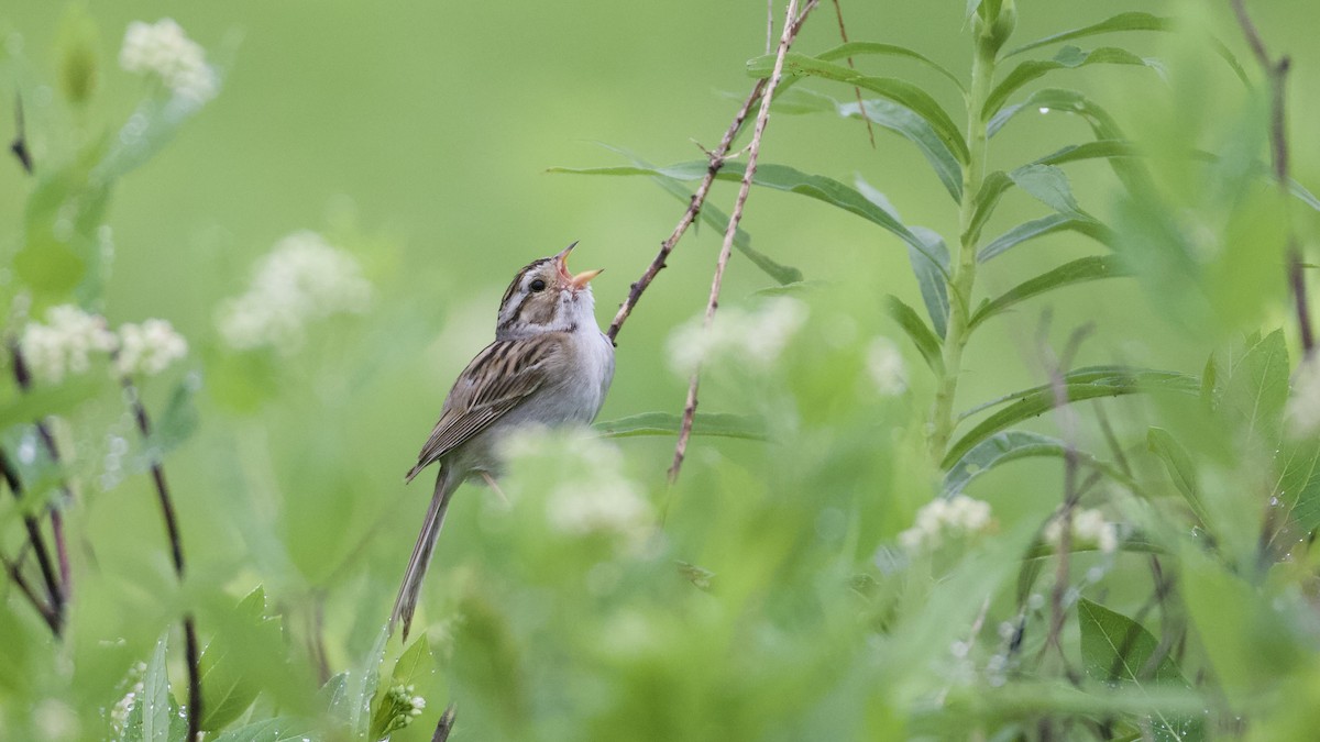 Clay-colored Sparrow - ML621142681