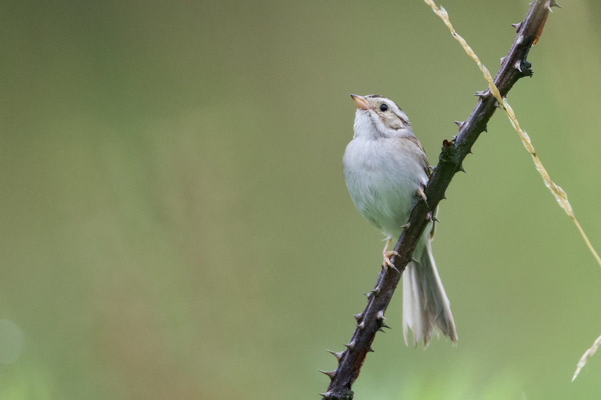 Clay-colored Sparrow - ML621142682