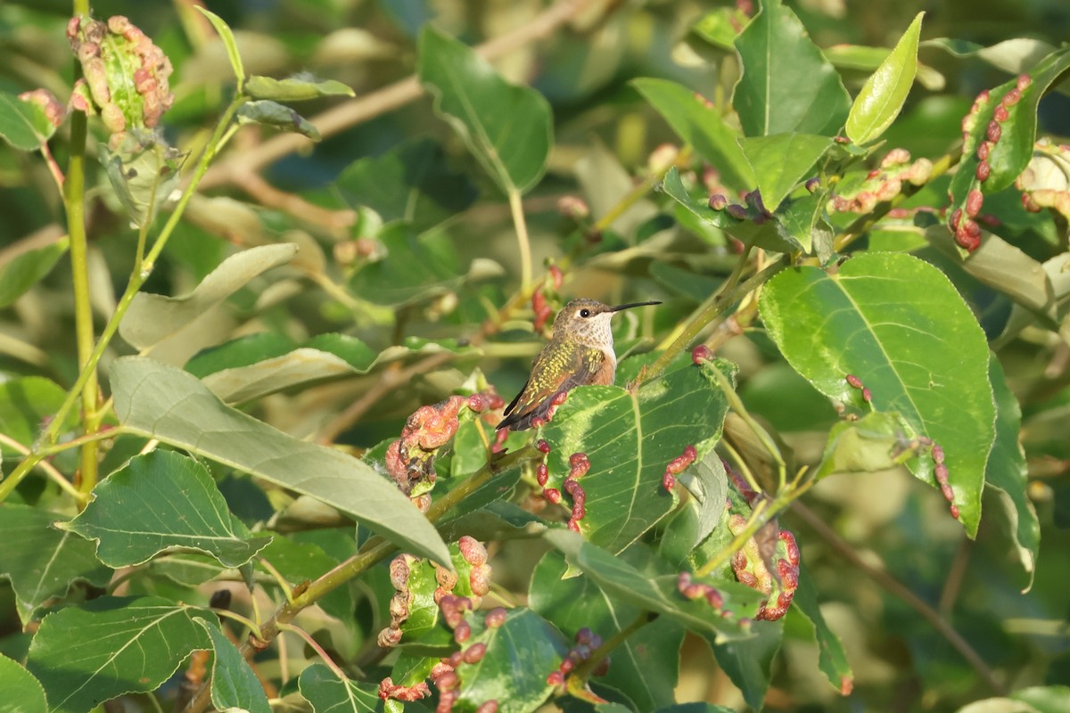 Rufous Hummingbird - ML621142744