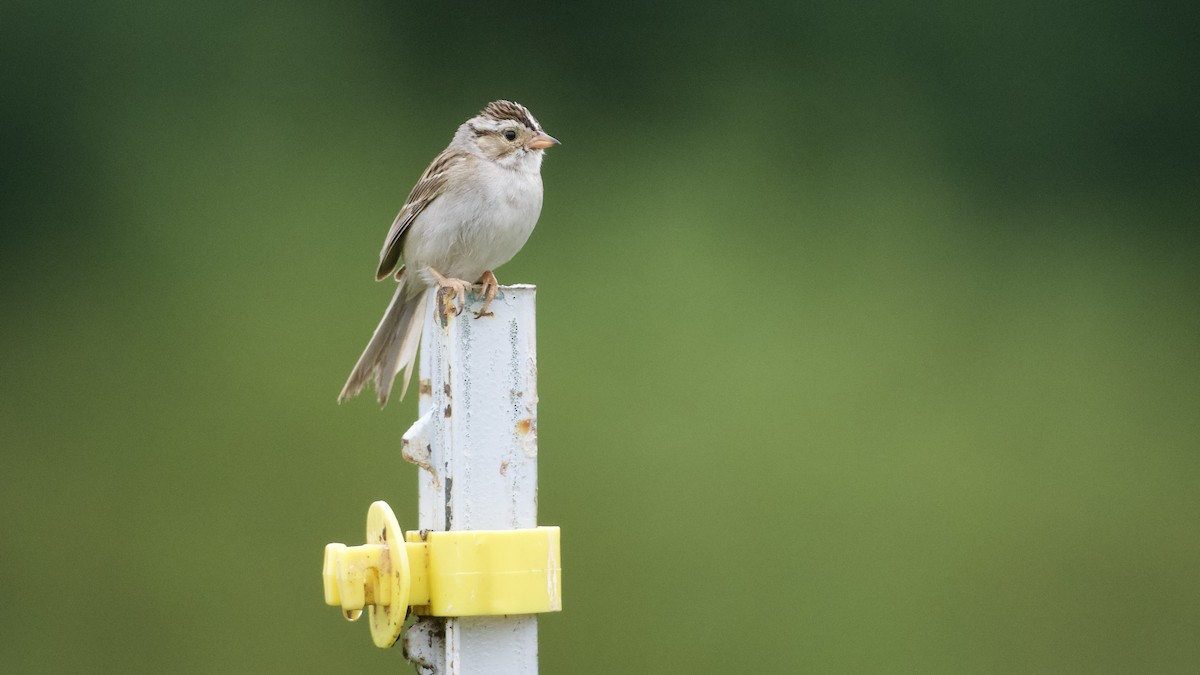 Clay-colored Sparrow - ML621142765