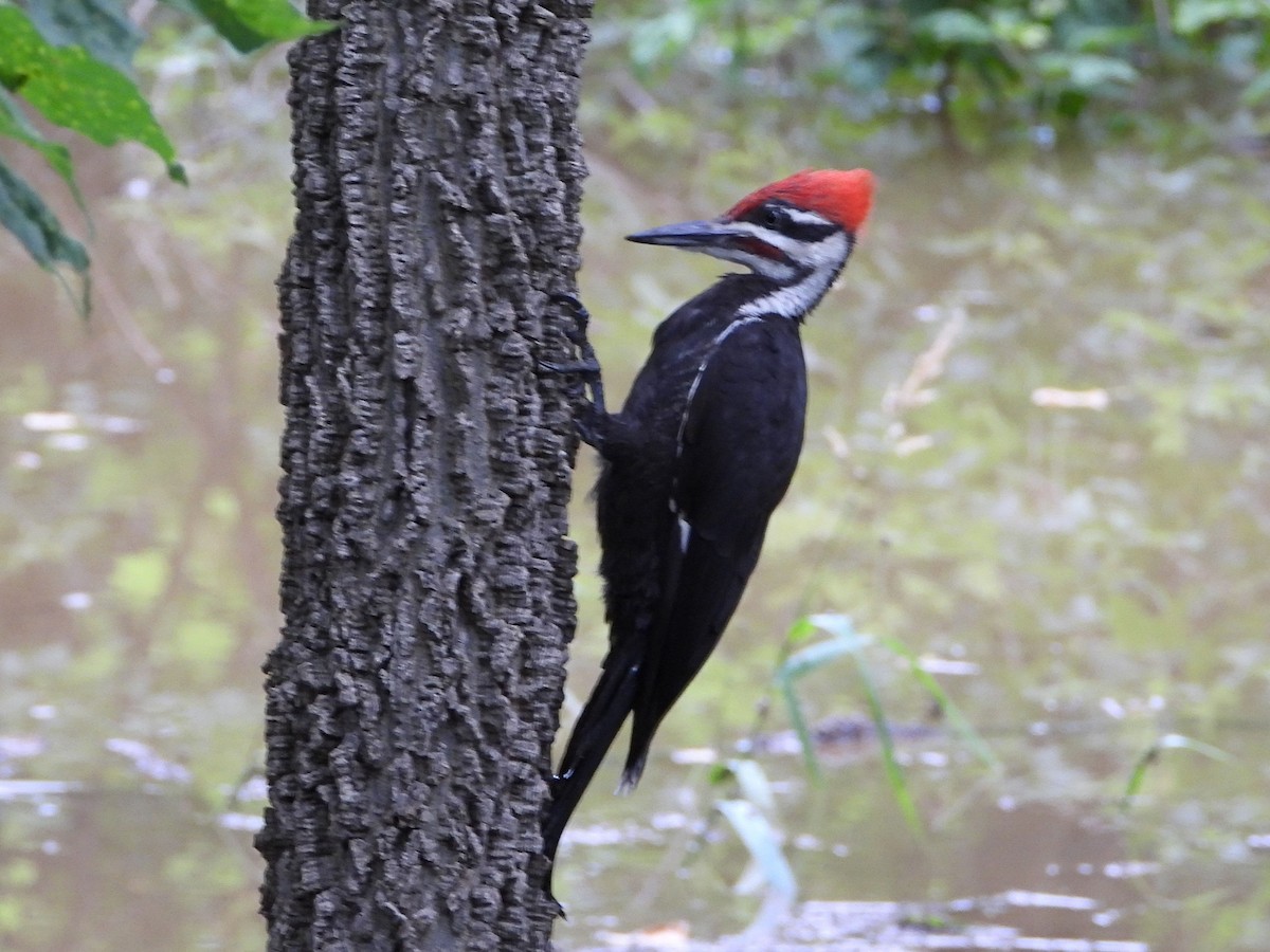 Pileated Woodpecker - ML621142768