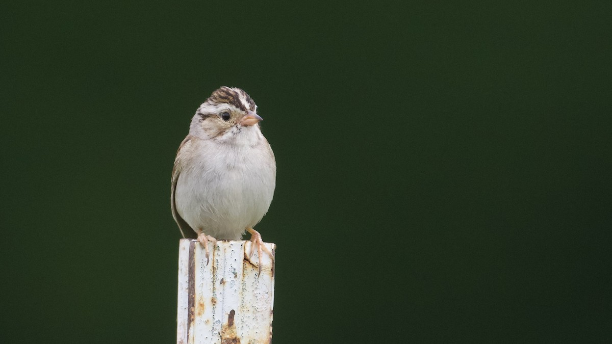 Clay-colored Sparrow - ML621142777