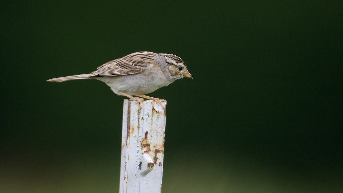 Clay-colored Sparrow - ML621142778