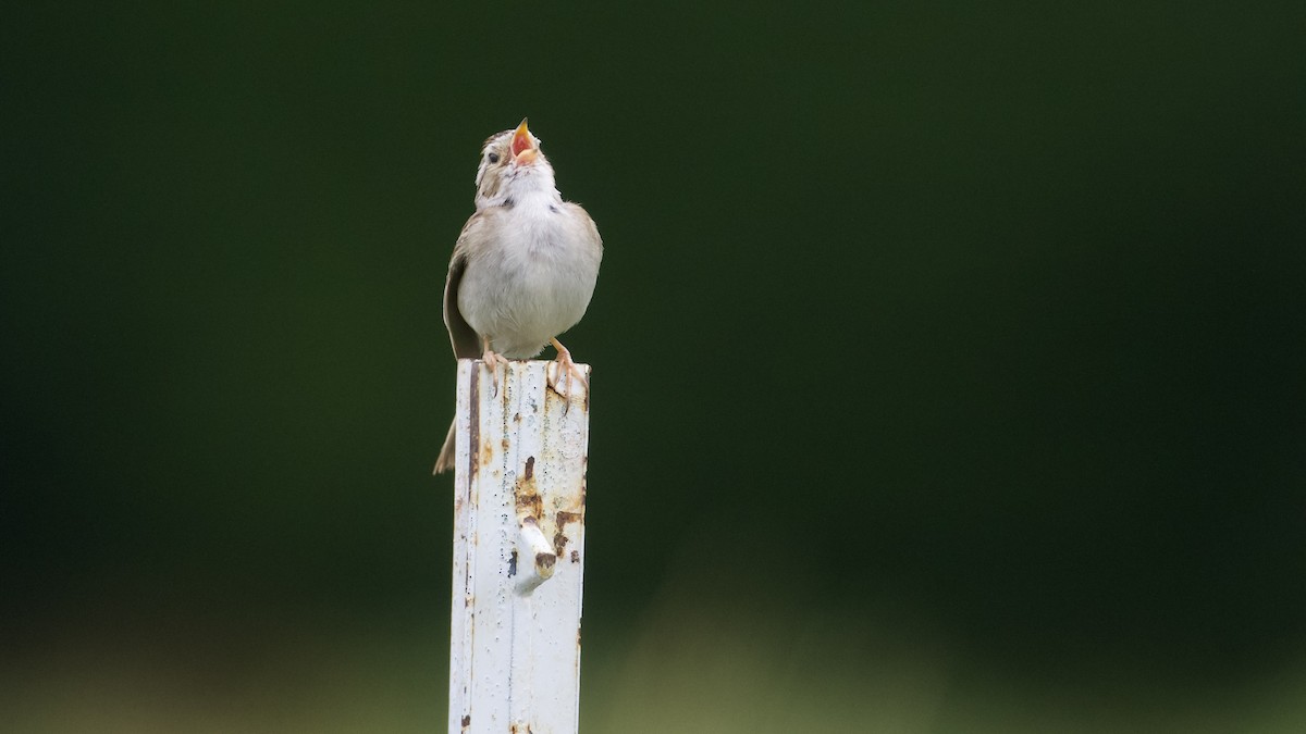 Clay-colored Sparrow - ML621142779