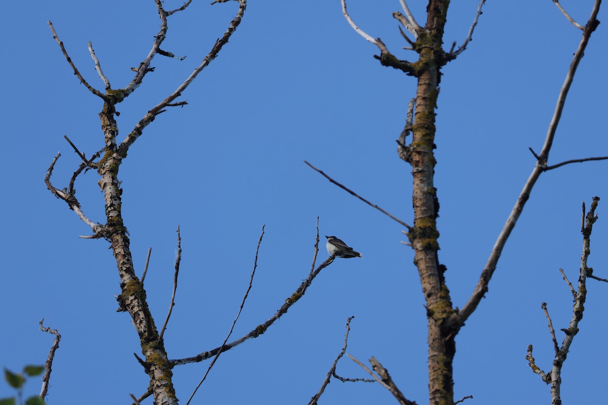 Eastern Kingbird - ML621142794