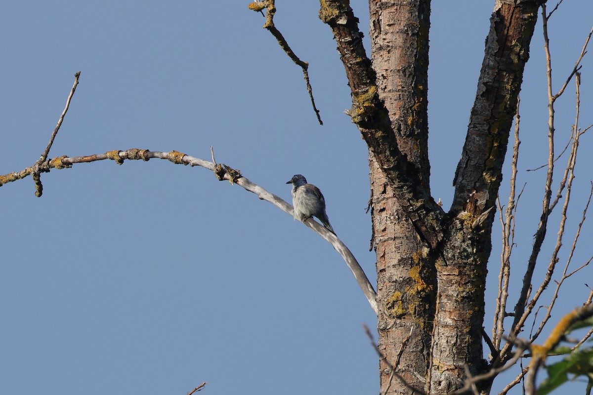 California Scrub-Jay - ML621142797