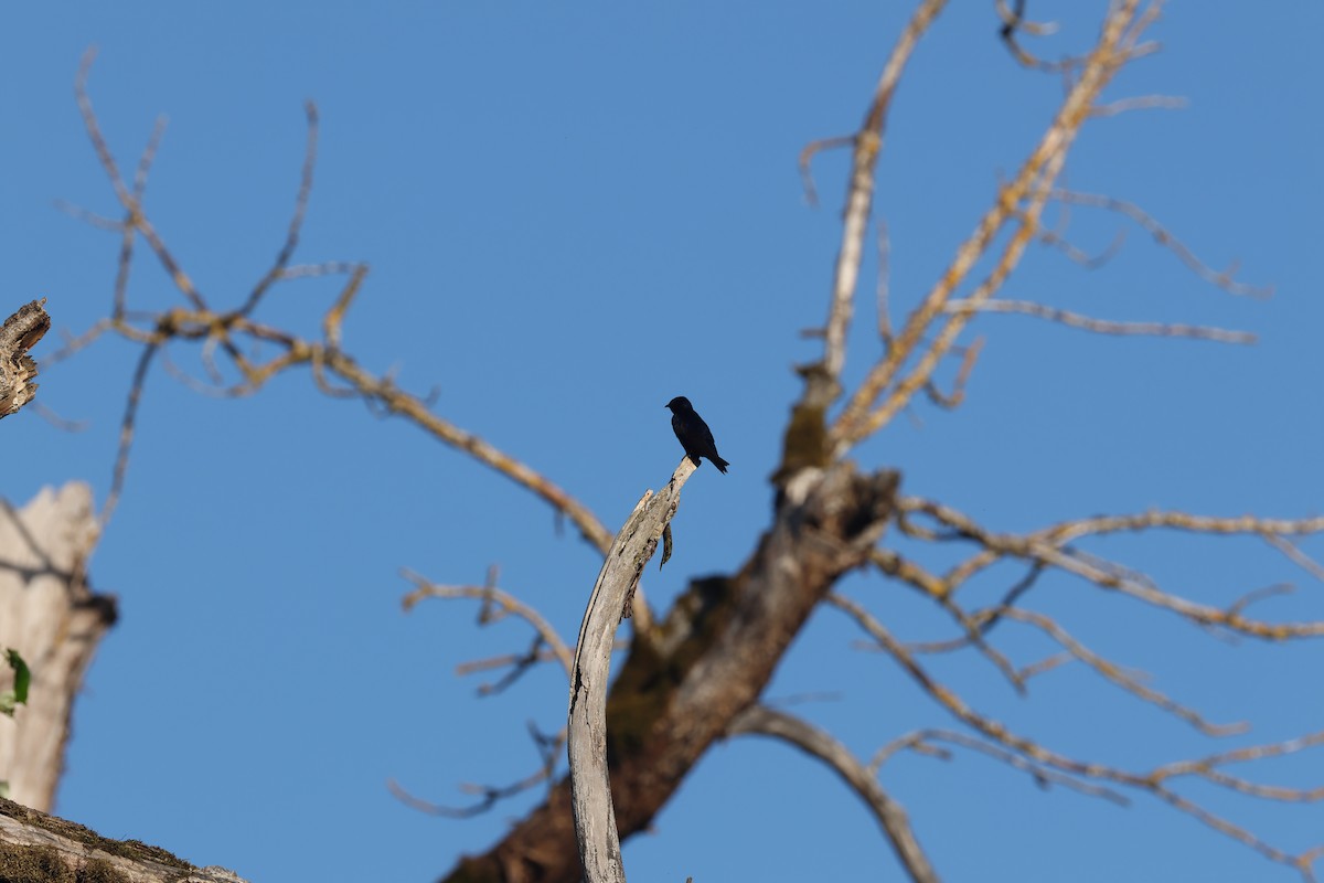 Purple Martin - ML621142805