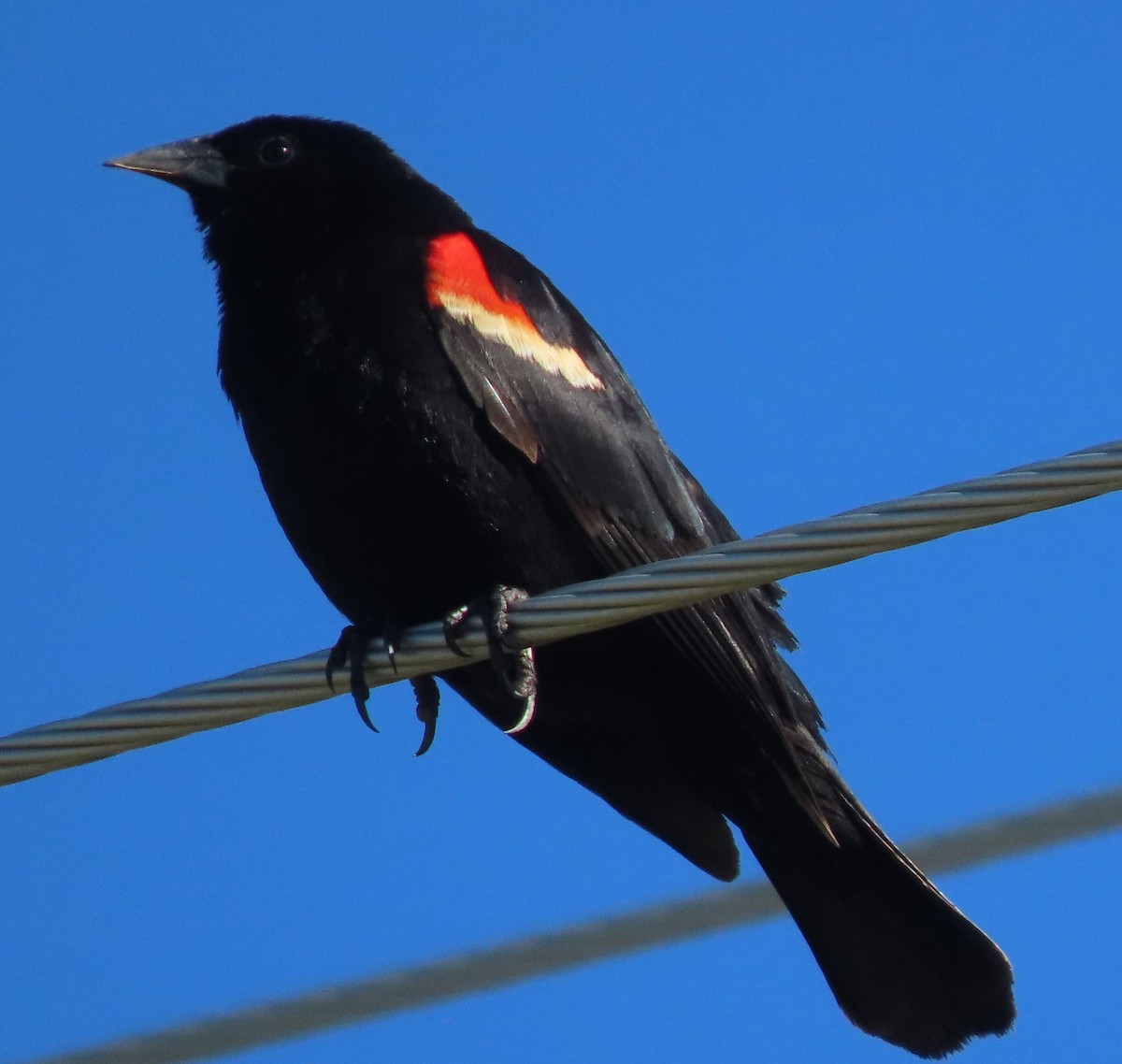 Red-winged Blackbird - ML621142883