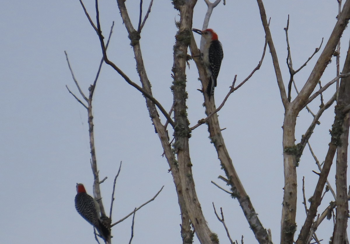 Red-bellied Woodpecker - ML621142885
