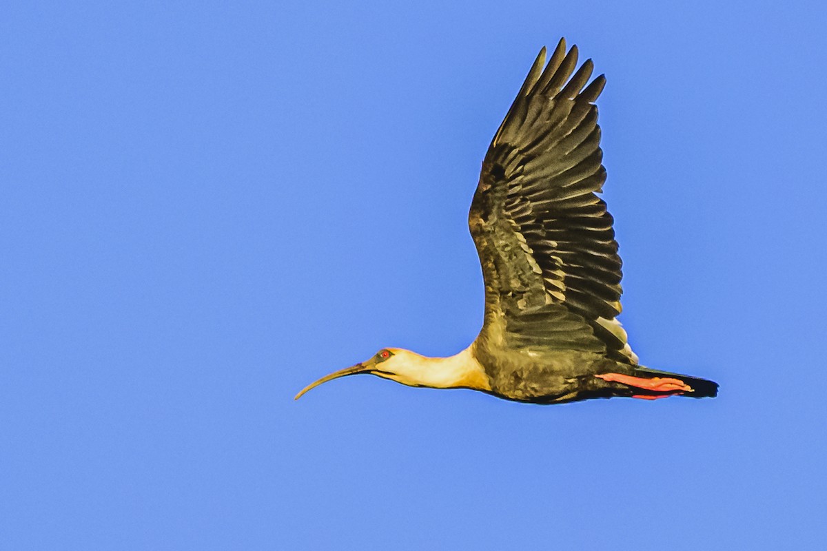 ibis bělokřídlý - ML621142894