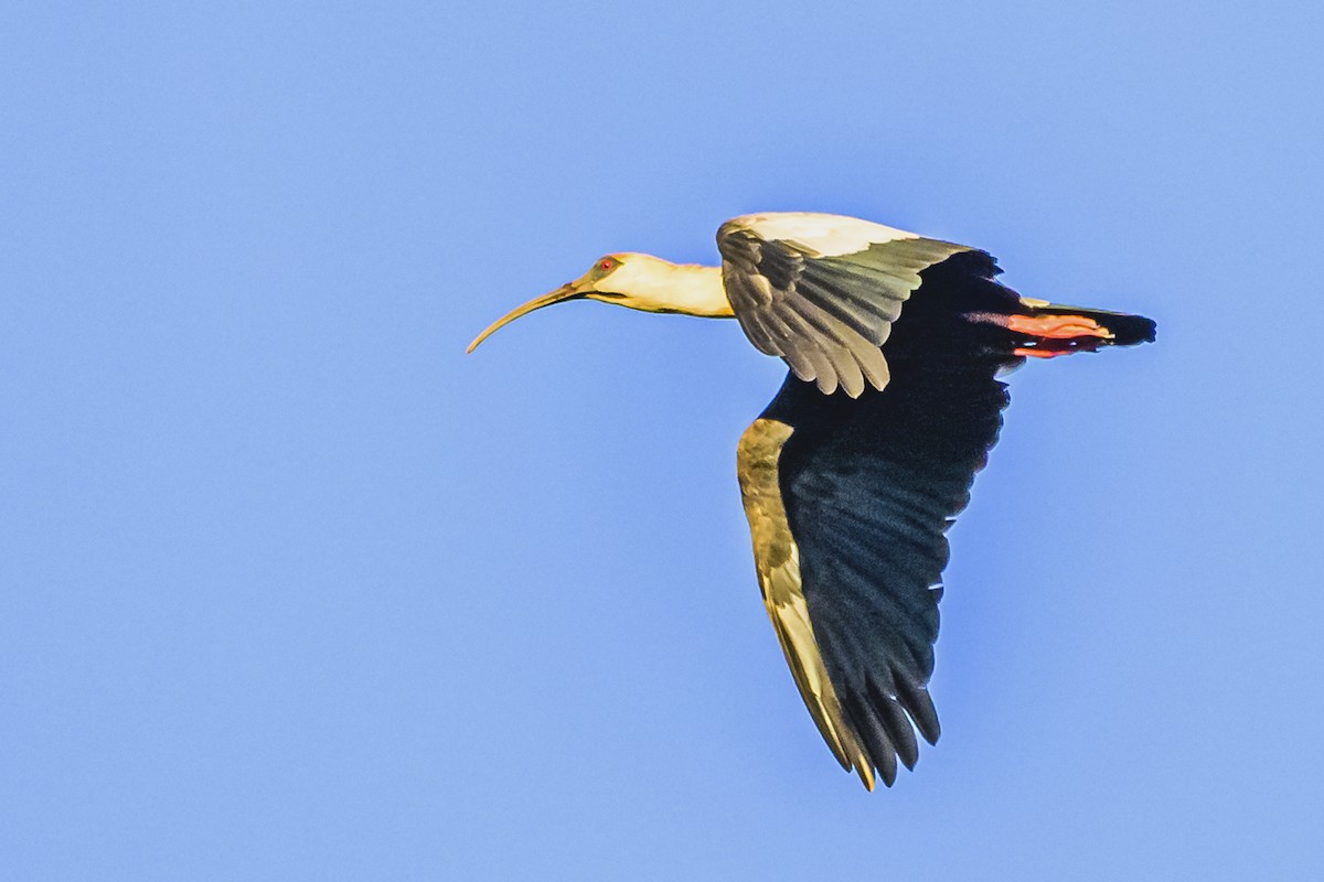 ibis bělokřídlý - ML621142898