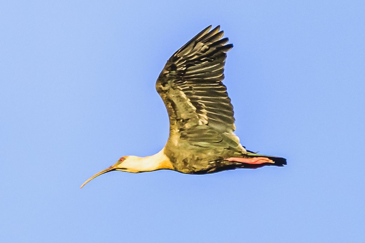 Buff-necked Ibis - Amed Hernández
