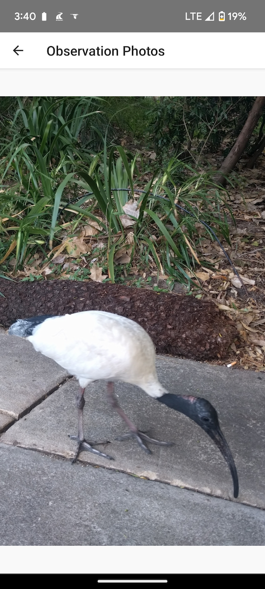 ibis australský - ML621142952