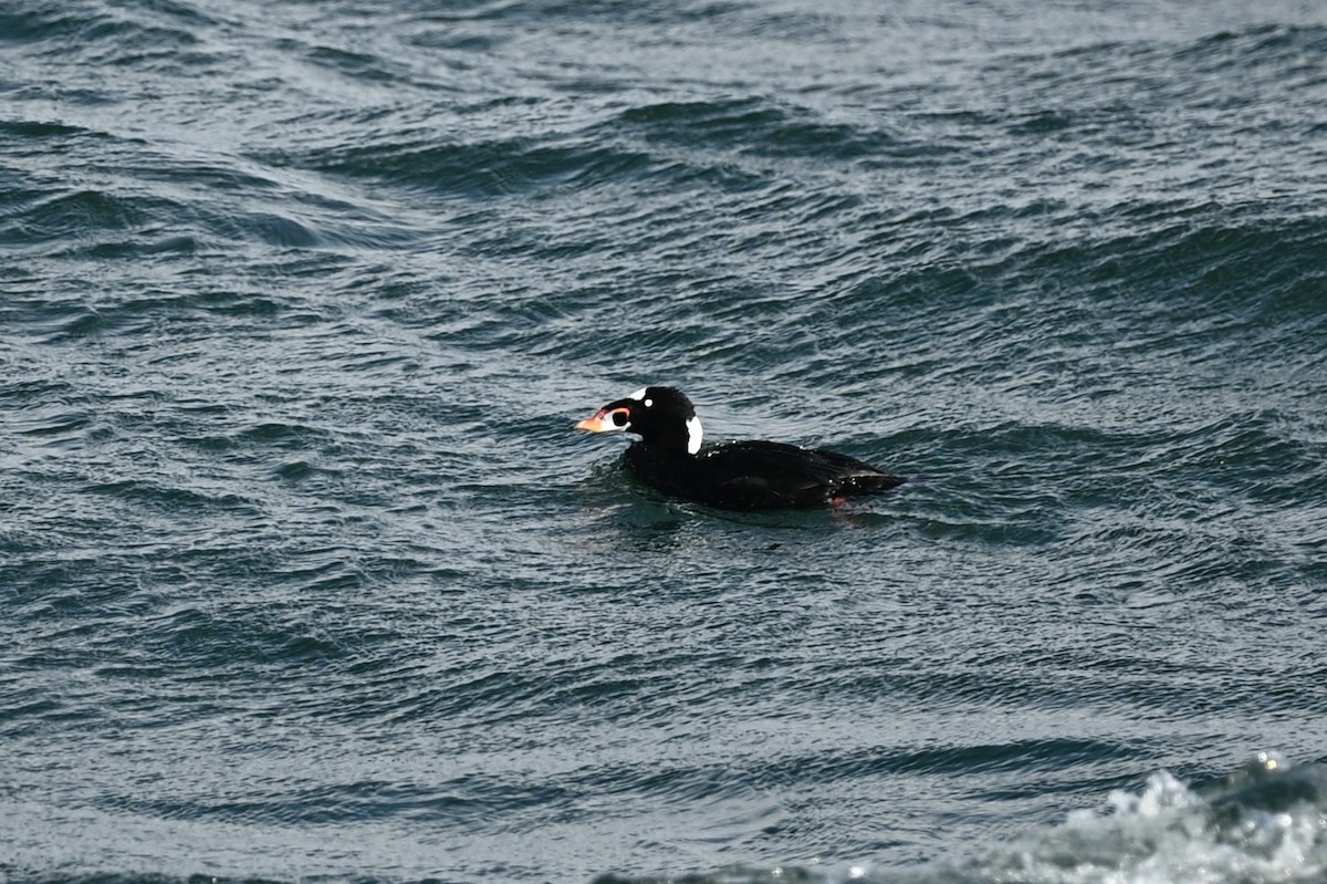 Surf Scoter - ML621142982