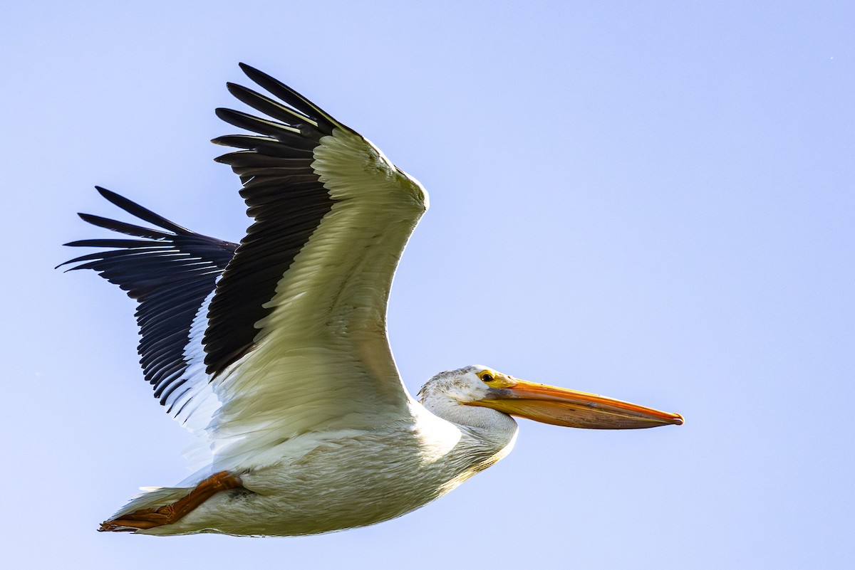 pelikán severoamerický - ML621143004