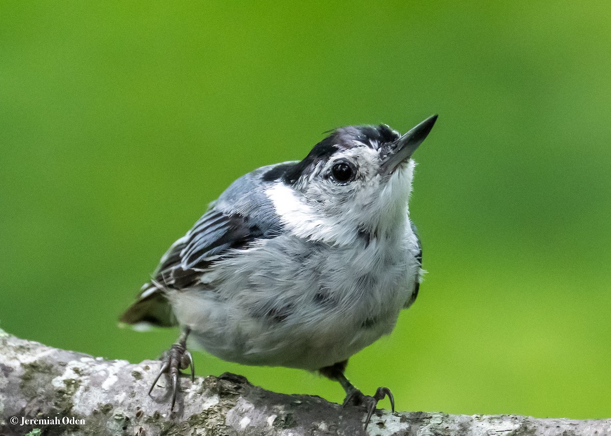 White-breasted Nuthatch - ML621143060