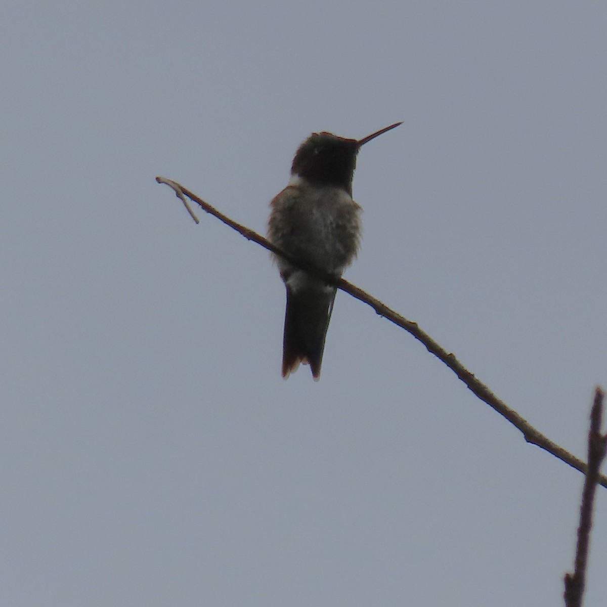 Ruby-throated Hummingbird - ML621143103