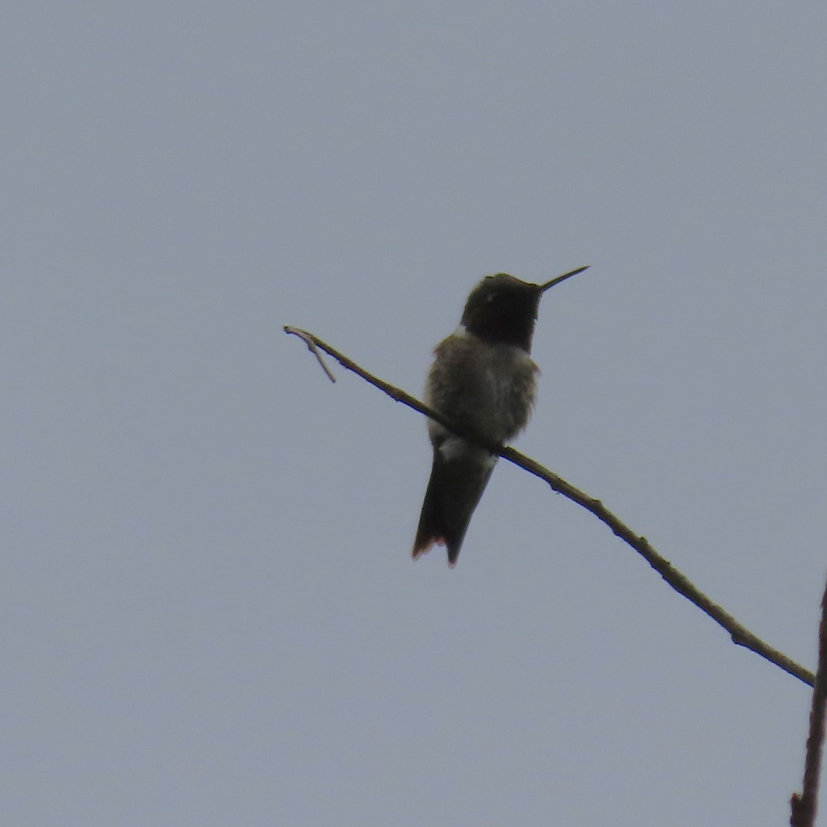 Ruby-throated Hummingbird - ML621143104