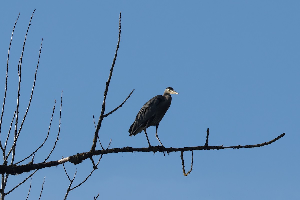 Great Blue Heron - ML621143122