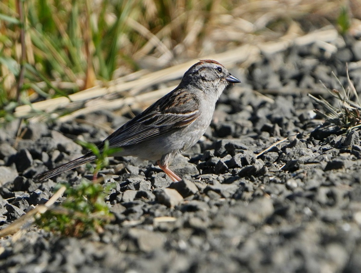Chipping Sparrow - ML621143129