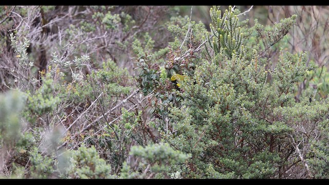 Masked Mountain Tanager - ML621143144