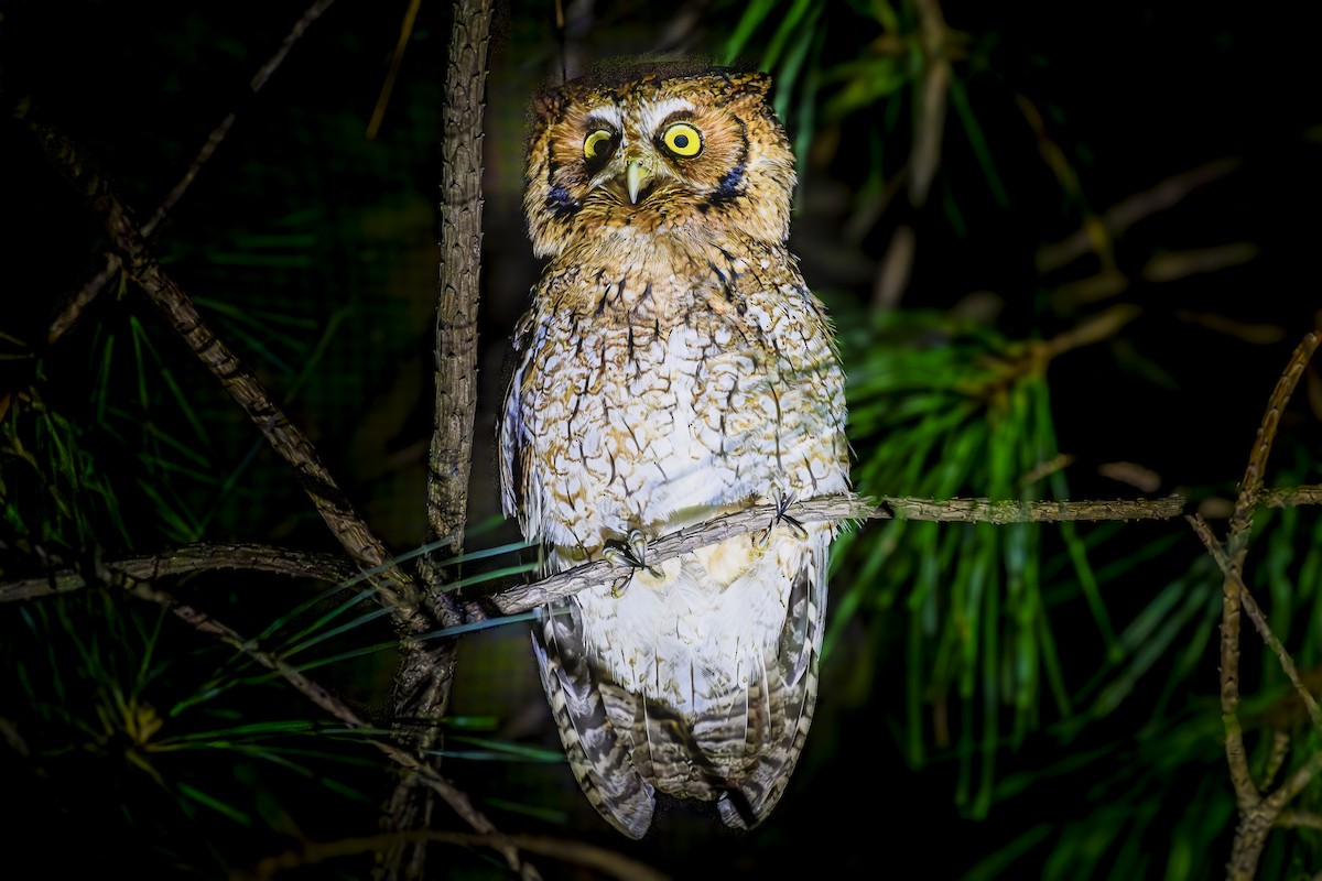 Long-tufted Screech-Owl - ML621143150