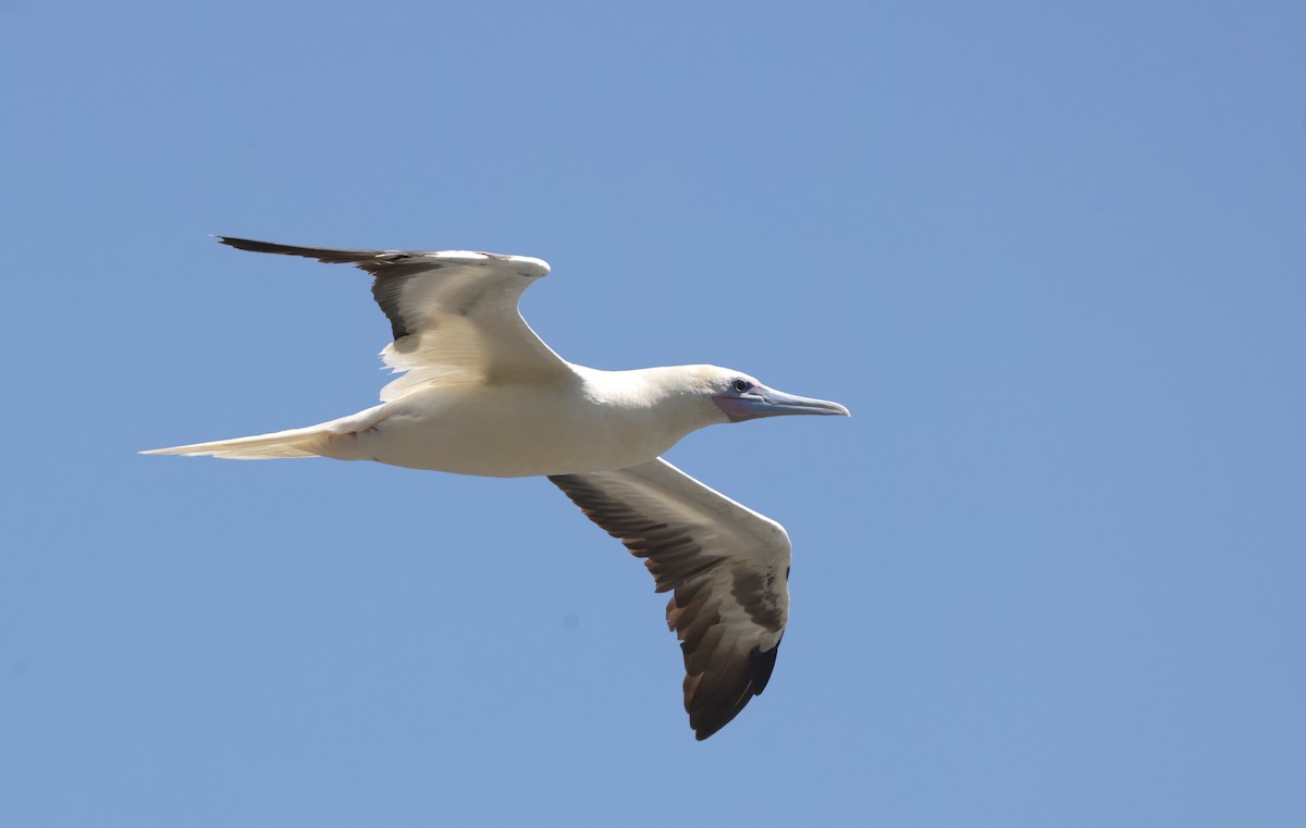Red-footed Booby - ML621143179