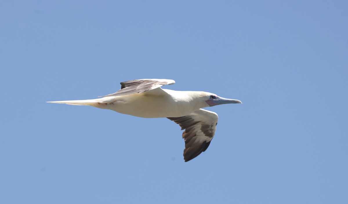 Red-footed Booby - ML621143185