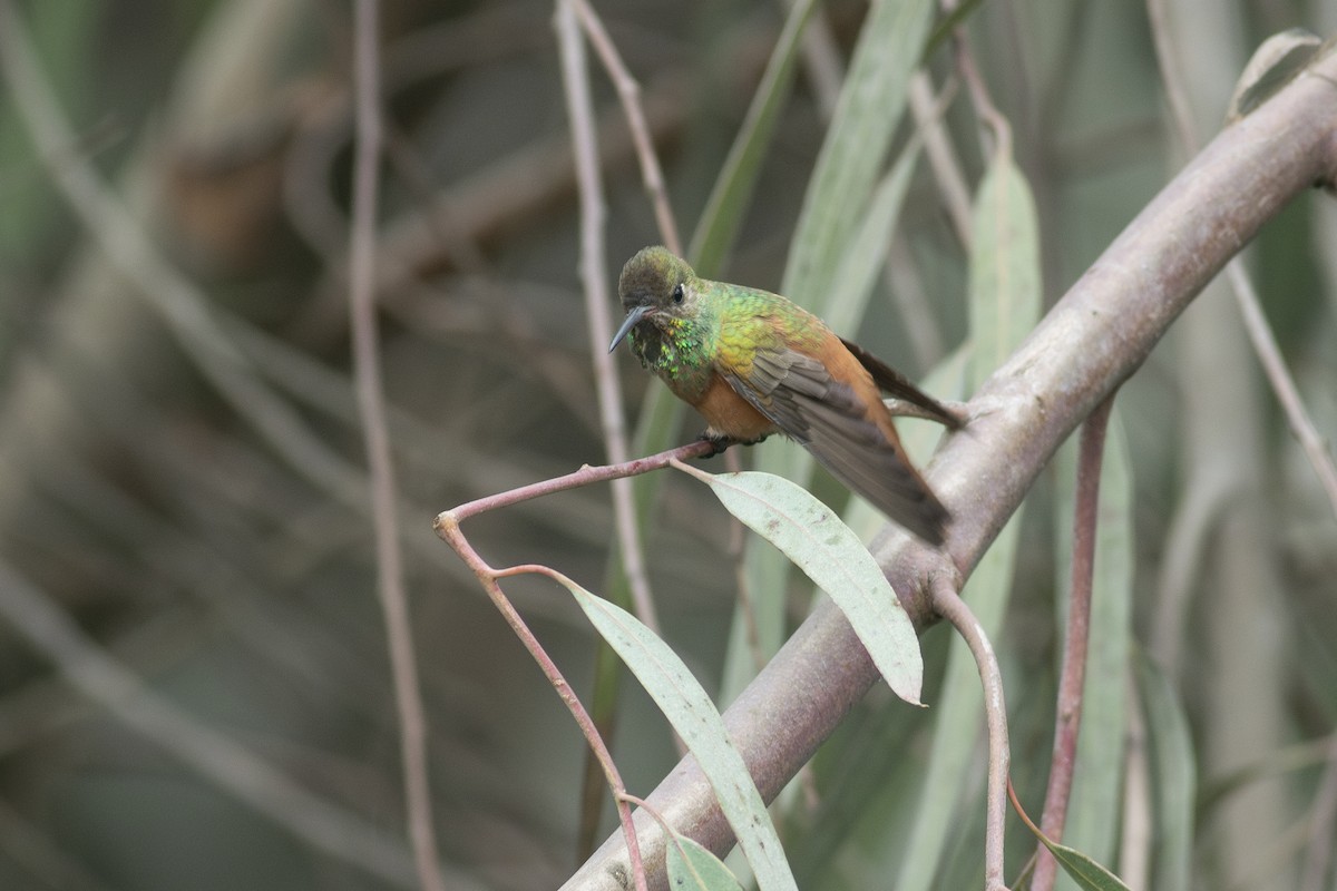 Amazilia Hummingbird - ML621143200