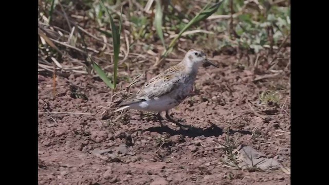 Rock Sandpiper (ptilocnemis) - ML621143206