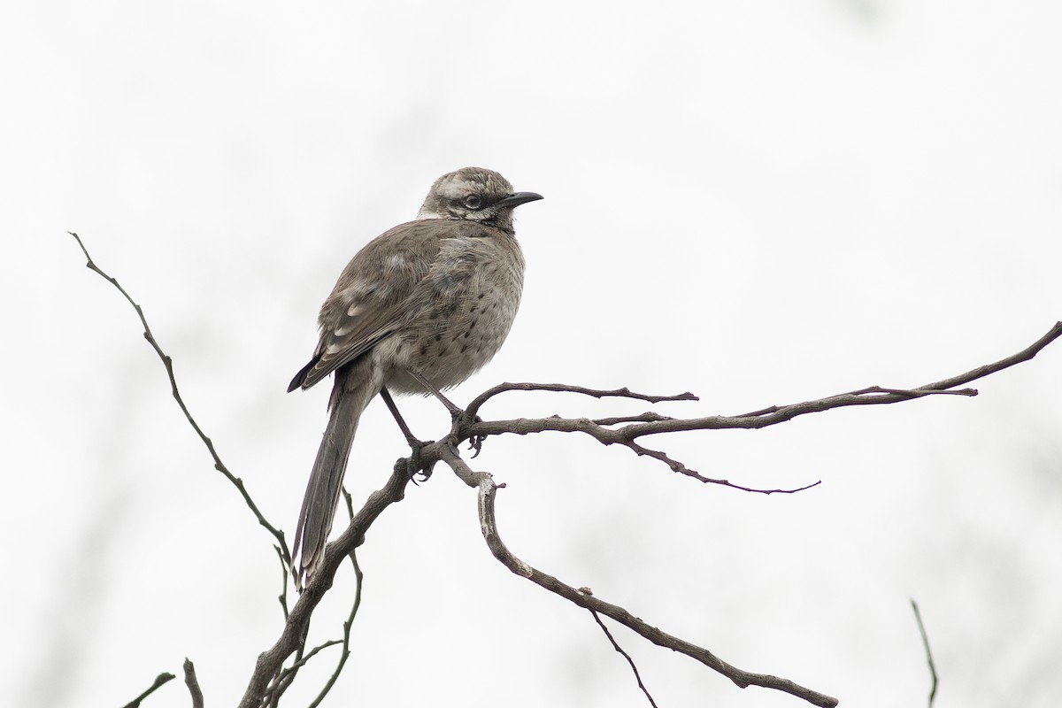 Long-tailed Mockingbird - ML621143208