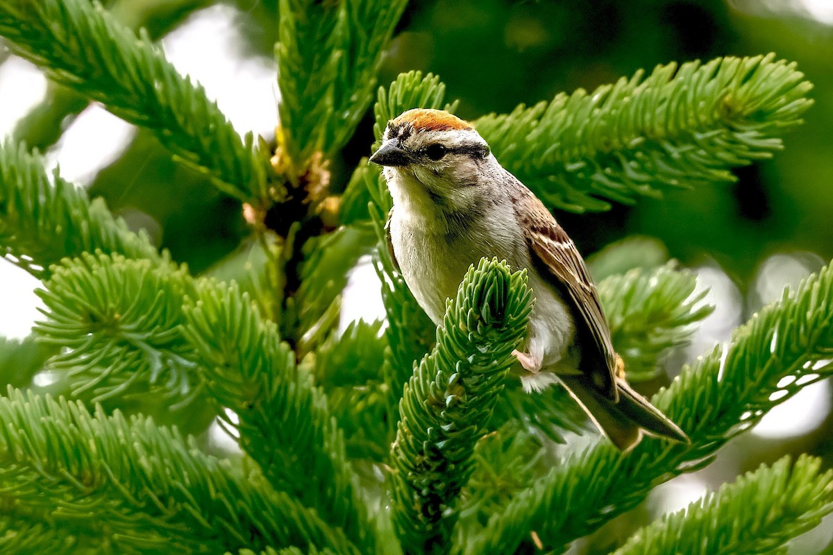 Chipping Sparrow - ML621143243