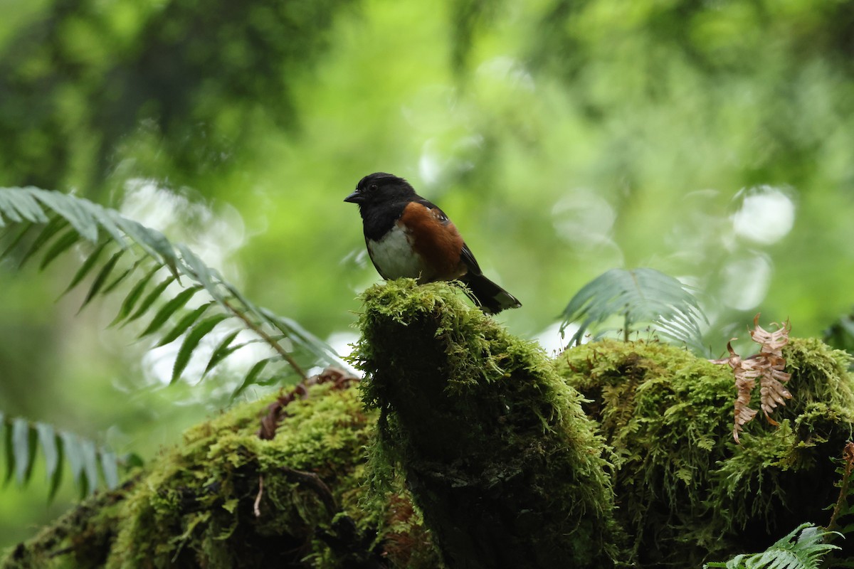 Spotted Towhee - ML621143271