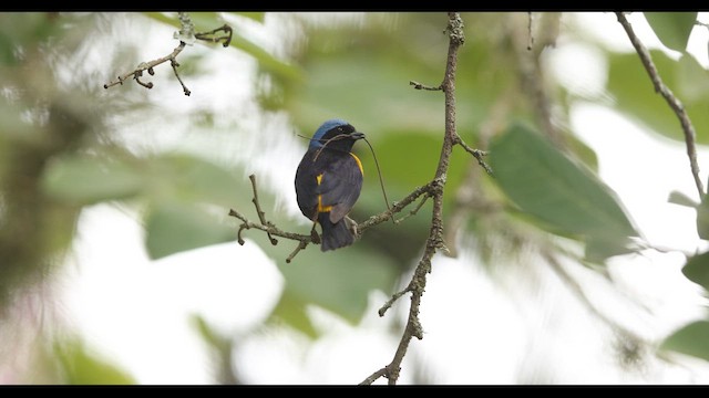 Golden-rumped Euphonia - ML621143320