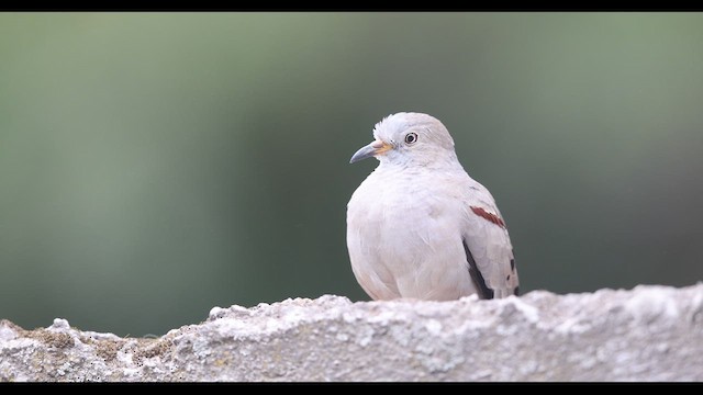 Croaking Ground Dove - ML621143337