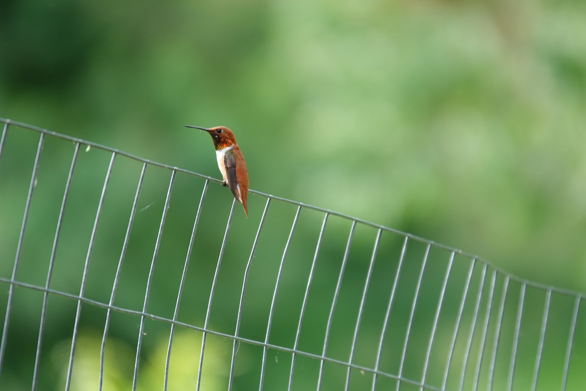 Rufous Hummingbird - ML621143360