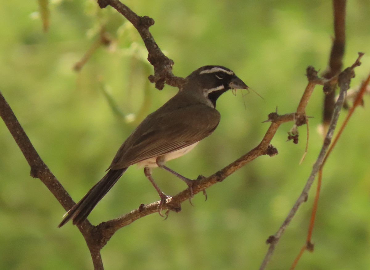 Black-throated Sparrow - ML621143363