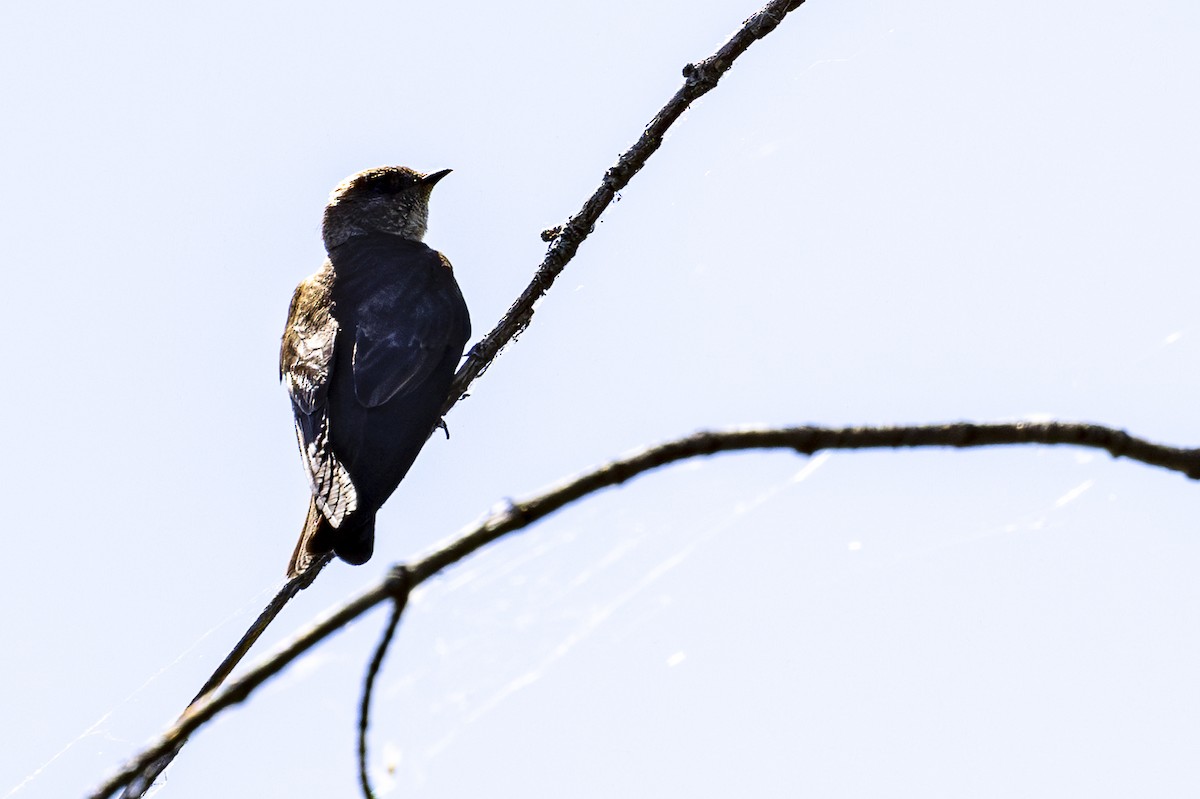 Northern Rough-winged Swallow - ML621143365