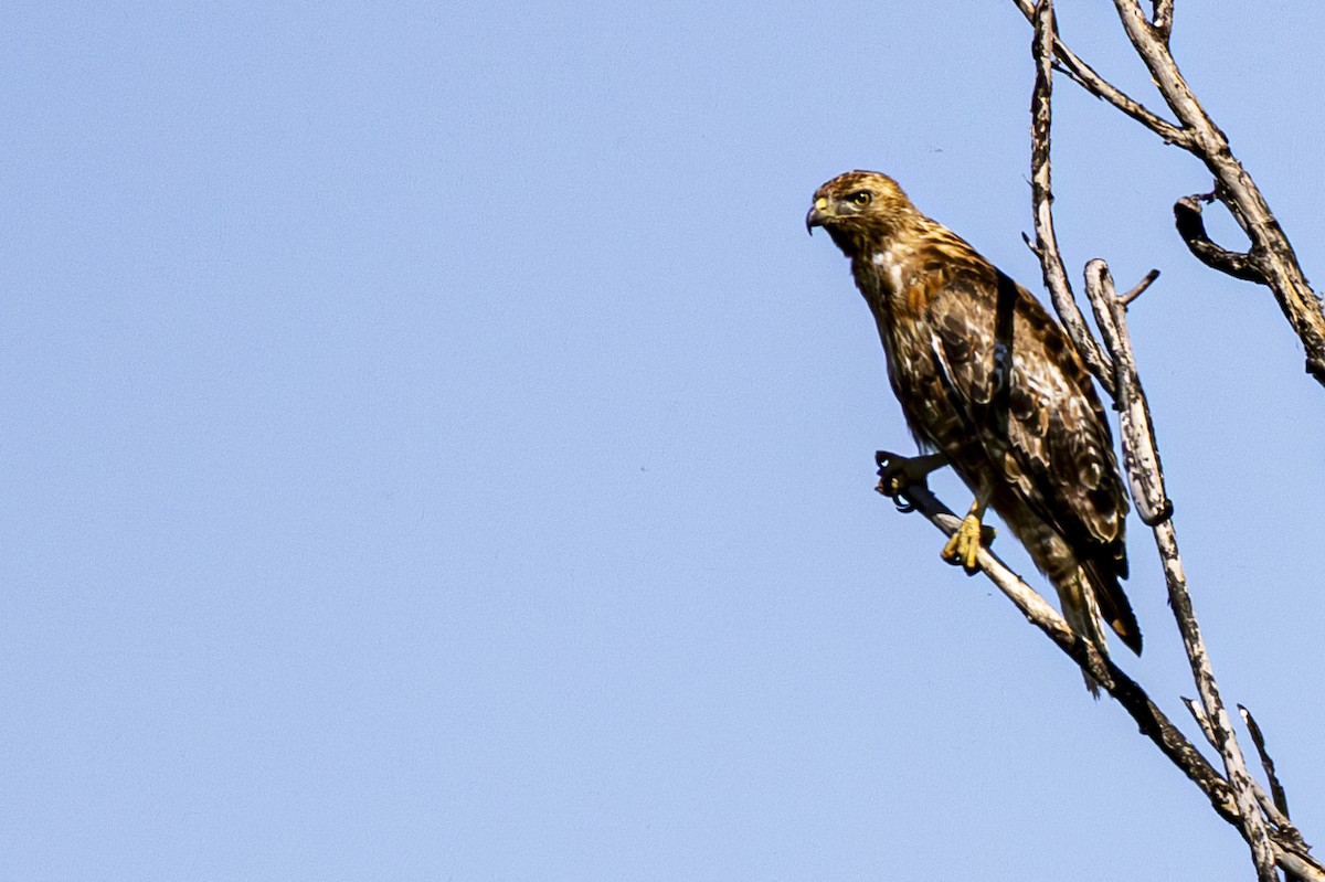 Red-tailed Hawk - ML621143370