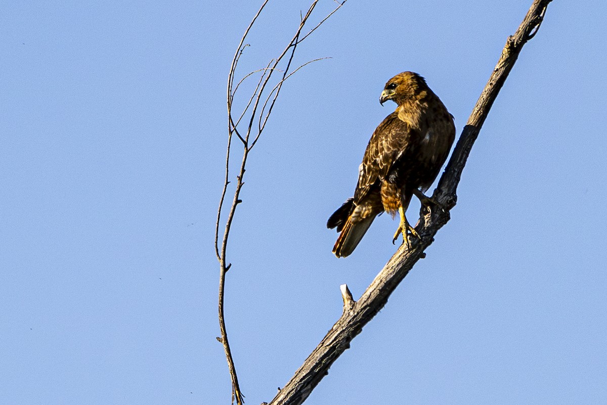 Red-tailed Hawk - ML621143371