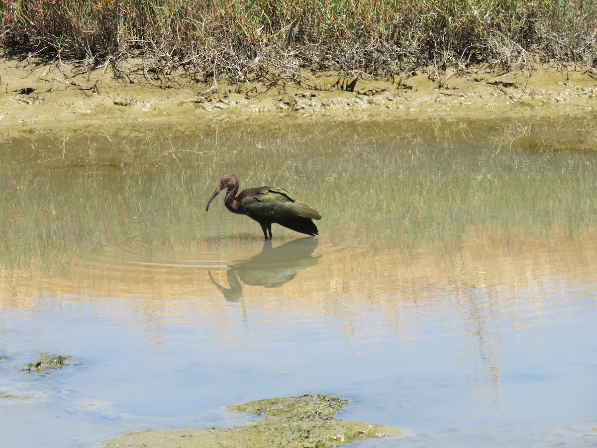 White-faced Ibis - ML621143382