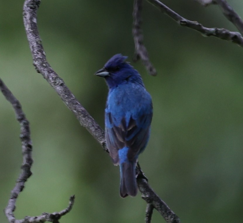 Indigo Bunting - ML621143397