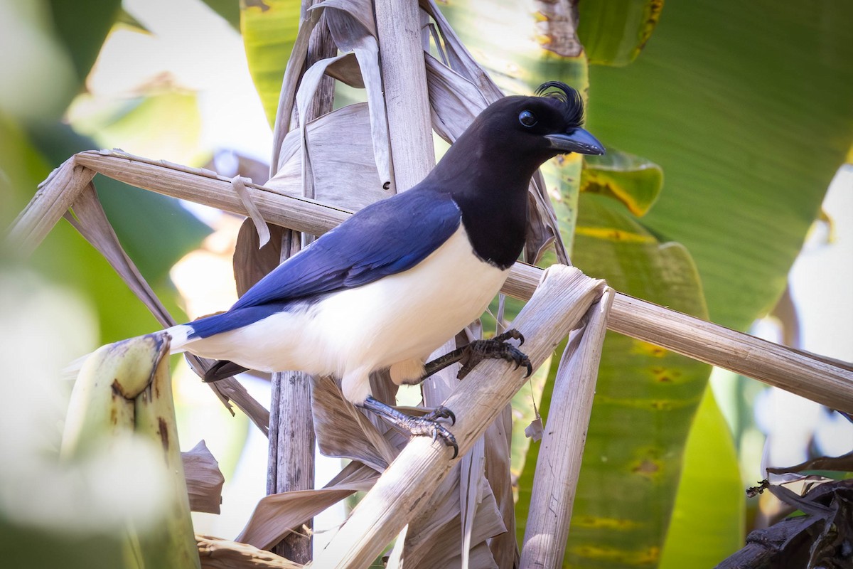 Curl-crested Jay - ML621143399