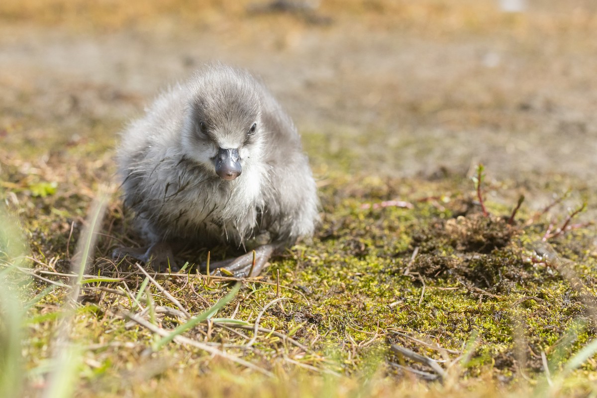 Emperor Goose - ML621143411