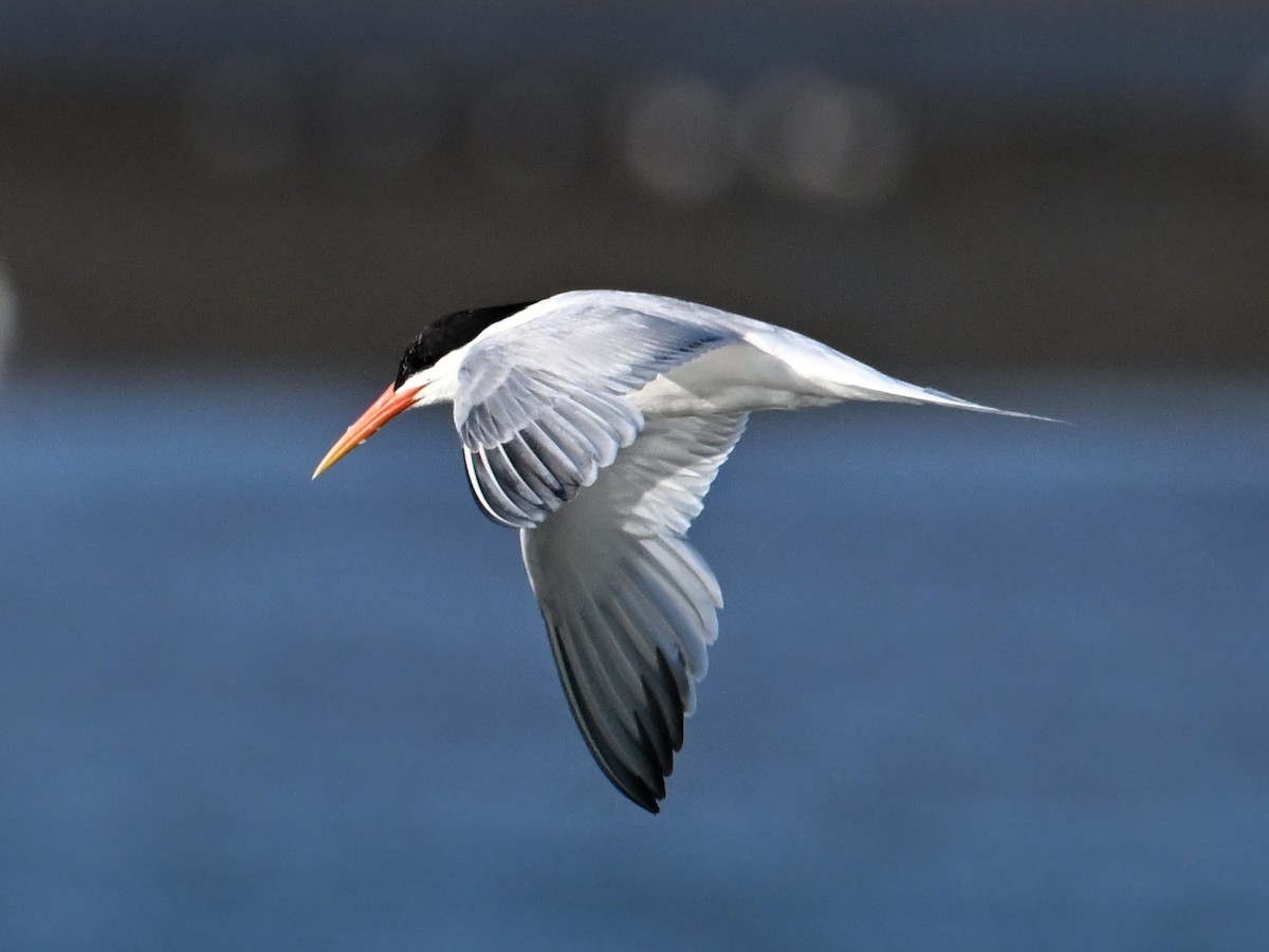 Elegant Tern - ML621143413