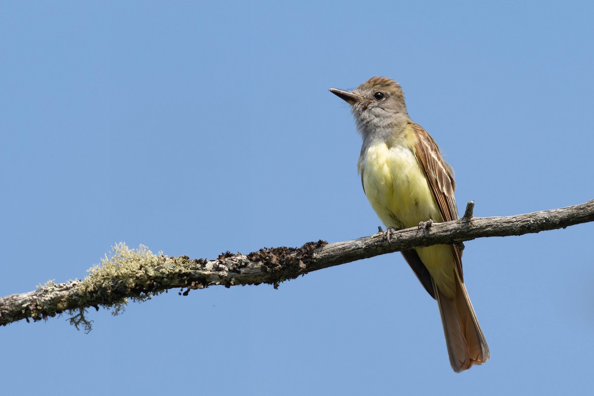 Great Crested Flycatcher - Miriam Baril